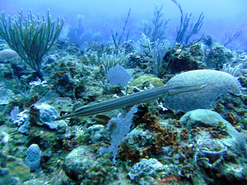 Los Carriles Sitio de Buceo Las Galeras Samaná